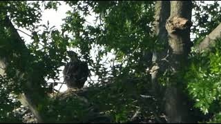 May 21 2024 Eagle Nest Update