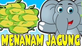 Lagu Kanak Kanak Melayu Malaysia | MENANAM JAGUNG | Planting Corn Malay Rhyme | Malaysian Kids Songs