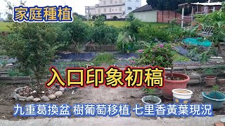 [家庭種植]08_7 菜園入口印象初稿 九重葛換盆 樹葡萄移植後現況