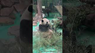 Panda eats