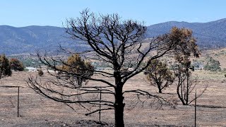 Live Streaming: California Smoky Mountain