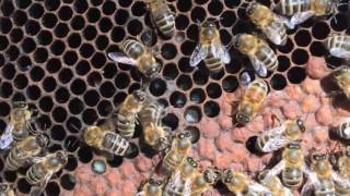 Bee Hive First Inspection - Frame Inspection and Frame Identification