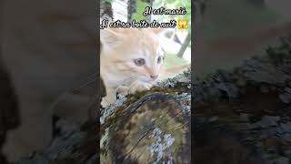 dernière fois qu'on voit les chatons ils partent ❤️🥹 #trend #trending #viral #france #chat #comment