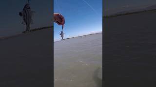 tiny fish on ny lure #fishingbait #phangler #fishingvideo #fishing #fishinglure #sportsfishing