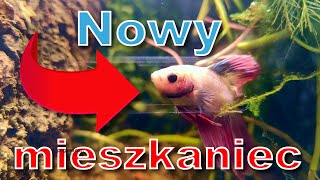 Bojownik Betta Splenders w paludarium