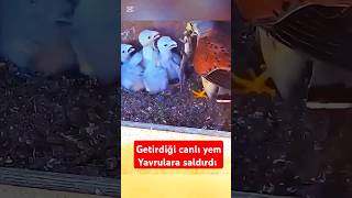 Yırtıcı kuşun getirdiği kertenkele canını kurtarmak için yavrulara saldırıyor