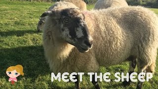 Plutonium Muffins: Introducing the Sheep