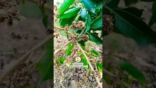 Flowering and fruiting in mango 🥭🥭 #agrihindustan #trending #mango #flowering #fruits