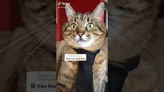 Смешные Коты в Тик Ток cute cats Tik Tok 😎😹