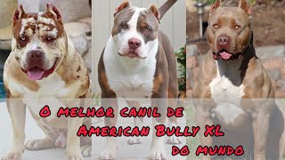 O melhor canil de American Bully XL do mundo | Bossy Kennels