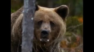 Grizzly Bear Attack on Archery Hunter Mike Adams Near Island Park Idaho