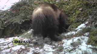 A female wolverine revisits a den found by Matthew Scrafford. (c)Compass Media Inc.