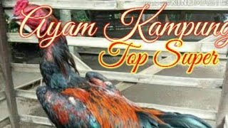 CARA MEMBESARKAN AYAM KAMPUNG//WAKTU TIGA BULAN