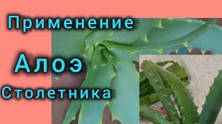 Лист алоэ столетника, как я его применяю и э о круче любых патчей