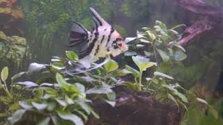 Angelfish I Gold Fish I Gourami Fish I @ Our Aquarium