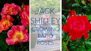 Growing Roses In Containers | Jack Shilley