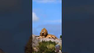 Amazing lion king #animals #lionking #trending #shorts