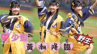 【少鹽】野生少鹽-黃潮降臨《20241025 台灣大賽 Game 5 》『中信兄弟 Sisters』[台湾の人気チアリーダー] ［인기 치어리더］#少鹽