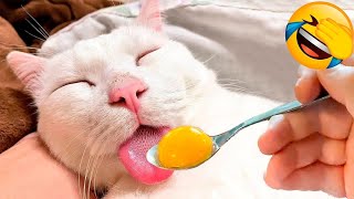 Funny Dogs And Cats Videos Of 2024😹 ||That Will Change Your Mood😇