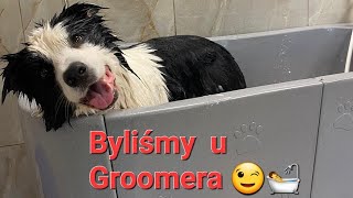 Border Collie ma wizyte w salonie Groomerskim. Stylowypies.Lubin