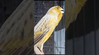 canary training sounds #canarysinging #canarybirds #canary