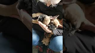 Cutest French Bulldogs Puppies#shorts# #viralshorts#subscribe