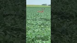 Big Bucks like Big Switchgrass bedding plots and will graze close to them