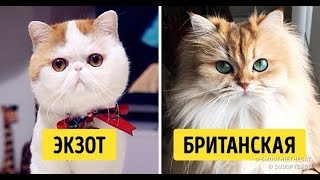 Топ 5 самых умных и дружелюбных пород кошек