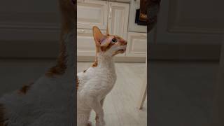 Какой нежный голосок у котика #котики #мяумяу #животные #shorts