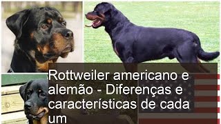 Rottweiler americano e alemão - Diferenças e características de cada um