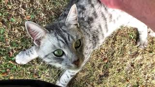 Friendly cute cat at our allotment