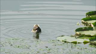 common moorhen 2