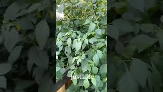 Watch this Tomatillo Plant EXPLODE with Growth!