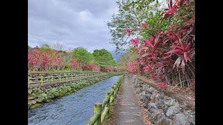 #187 【Around Taiwan On Foot】《Hualien》Ji'An，Liyu Lake，Pinghe 【20 KM】【East Longitudinal Valley】