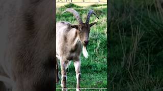 Goat | Wild Animals #shorts #wildlife #animal