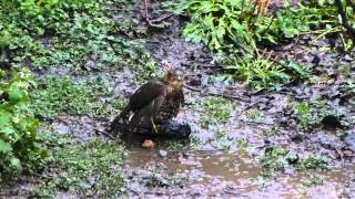 A Sparrowhawk killing and plucking a Starling