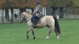 Chambord Horses