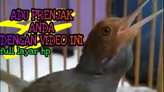 LAYAR PENUH!! PRENJAK GACOR |cocok buat tess PRENJAK ANDA..