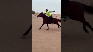 Dubai desert horse lovers #song #equestrian #horserid #horseriders #horselover