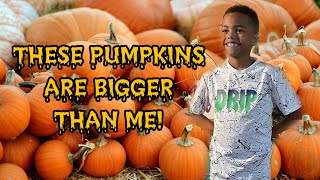 How Much Does This Pumpkin Weigh?!