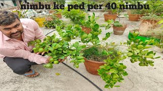 nimbu ka ped kaise taiyar karen मेरे नींबू के पेड़ पर 40 नींबू लगा हुआ है #lebu #gardening #farming