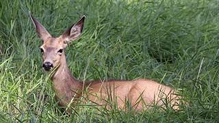 White-tailed Deer Laying In Tall Grass