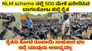 NLM scheme ನಲ್ಲಿ 500 ಮೇಕೆ ಖರೀದಿಸಿದ ಬಾಗಲಕೋಟ ರೈತ ಮಾಡುವ ಛಲ ಇದ್ರೆ ಅಸಾಧ್ಯವಲ್ಲ | usmanibad goat farming