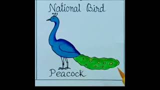 Peacock drawing/National bird drawing