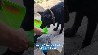 You can't teach a dumb dog new tricks, lol #dogtricks