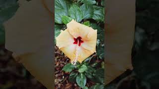 boromaa#puja#joba#hibiscus#nature#beauty#viral#worship#viralpost#shorts#2024