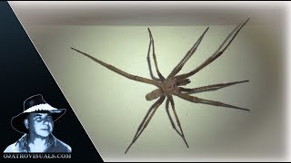 Brown Recluse Spider 01 Footage