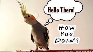 All My TAMED COCKATIELS & their Personalities || All About Pets