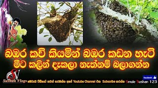 බඹර කවි කියමින් බඹර කඩන හැටි🐝🐝🐝