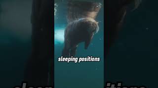 Walrus Sleep Patterns Are Funny